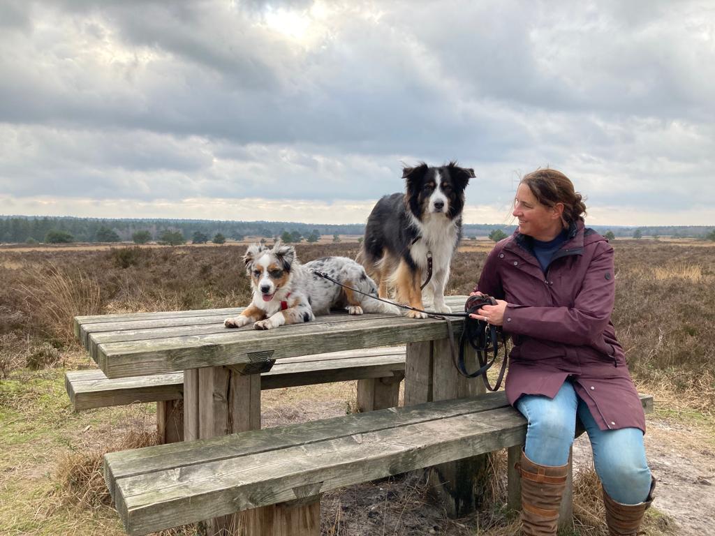 Foto van 2 honden die op een bankje liggen