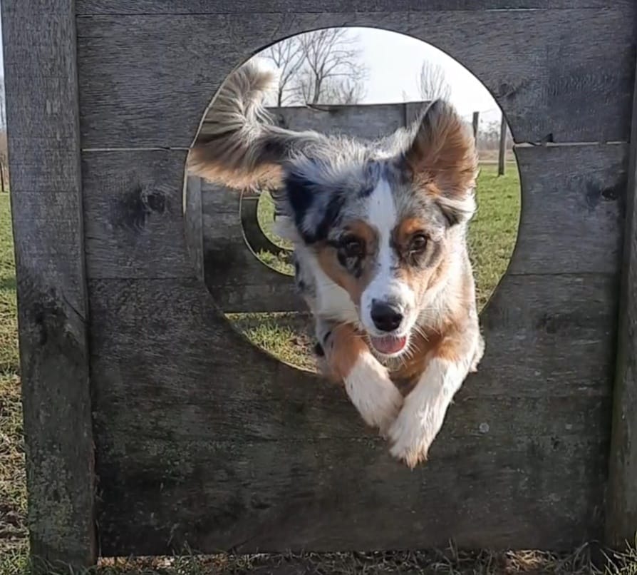 foto van hond die door een houten hoepel springt