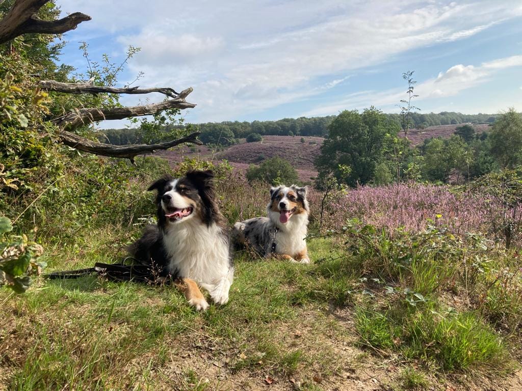 foto van honden bij de posbank