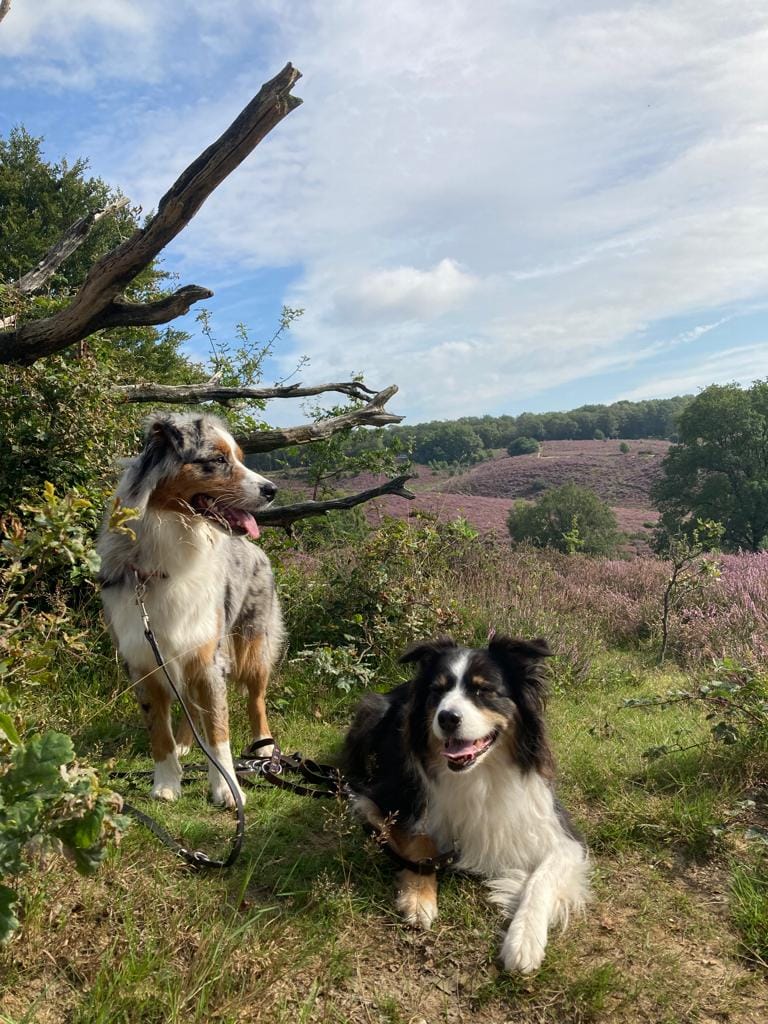 foto van honden bij de posbank